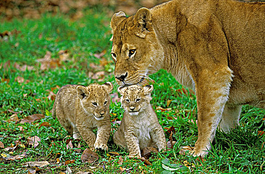 非洲狮,狮子,女性,雌性,幼兽