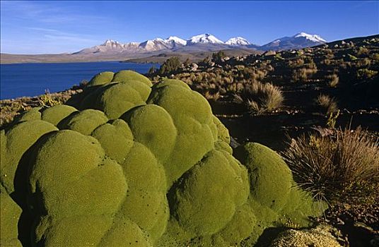 智利,拉乌卡国家公园,垫子,岸边