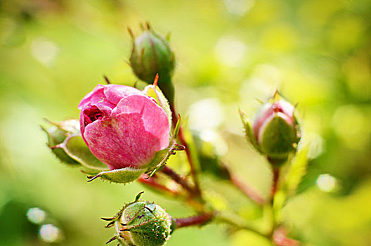 粉红玫瑰,花蕾,上方,绿色背景