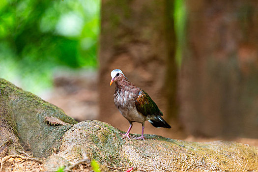 习惯于在林地底层觅食的绿翅金鸠鸟