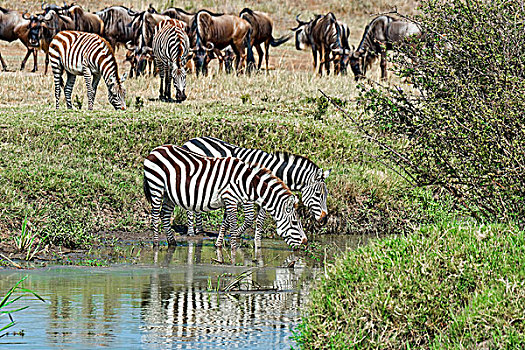 斑马,马赛马拉国家保护区,塞伦盖蒂,裂谷省,肯尼亚,非洲