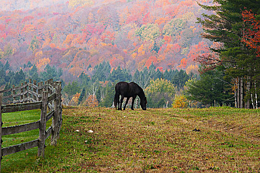 马,放牧,早晨,亮光,雾,秋天,铁,山,魁北克,加拿大