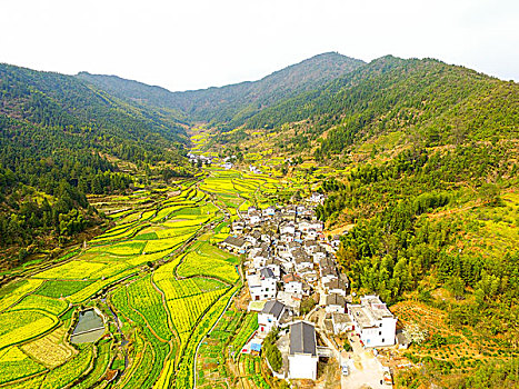 航拍春天婺源的油菜花梯田