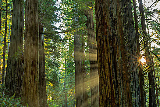 巨杉,树林,州立公园,红杉,国家公园,加利福尼亚,美国