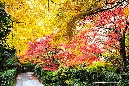 红枫,树,日式庭园