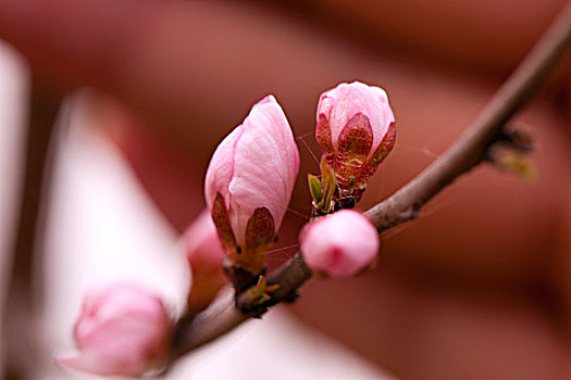 春天迎风待开的白色杏花花蕾