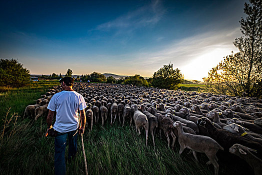 牧羊人,绵羊,迁徙,路线,索里亚,区域,西班牙