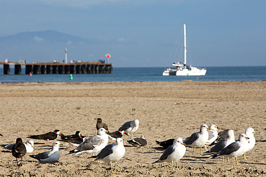 海鸥,海滩,双体船,背景