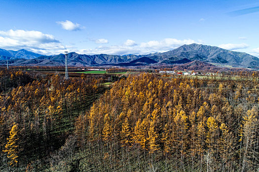 晚秋,北海道,日本