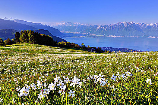 水仙花,红口水仙,草地,日内瓦湖,蒙特勒,沃州,瑞士,欧洲