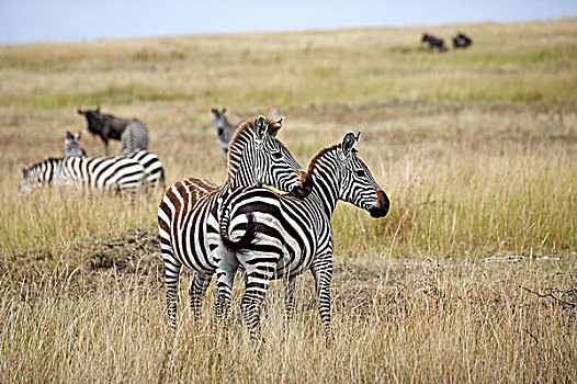 斑马,牧群,站立,高草,马赛马拉,公园,肯尼亚