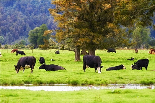 风景,照片,红色,母牛,农田