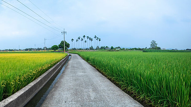 台湾南部乡村,产业道路旁绿油油的稻田