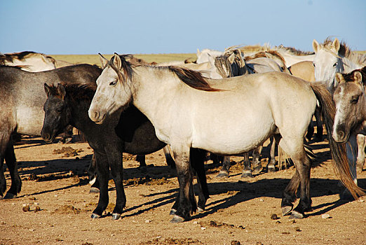 蒙古马,拍摄于内蒙古自治区锡林郭勒盟