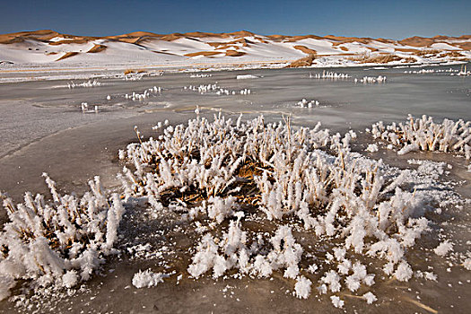 沙丘,冰冻,河,霜,晶莹,草地,戈壁沙漠,蒙古