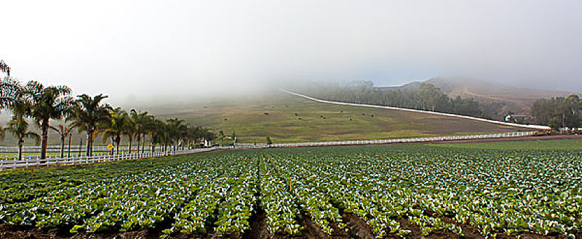 南加州,牧场,雾