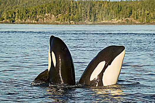 两个,逆戟鲸,鲸,不列颠哥伦比亚省,加拿大