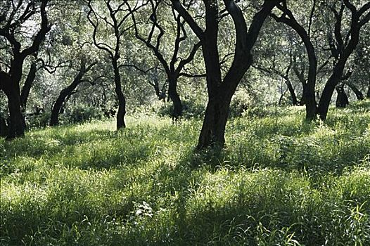 橄榄林,希腊
