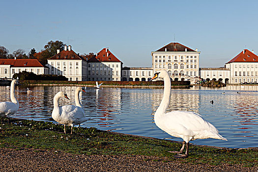 疣鼻天鹅,天鹅,城堡,慕尼黑,上巴伐利亚,巴伐利亚,德国,欧洲
