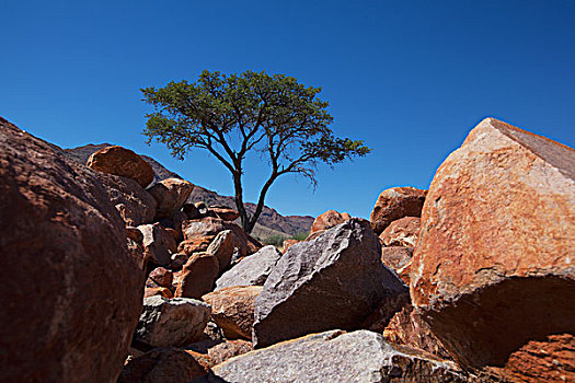 刺槐,石头,风景,纳米比亚