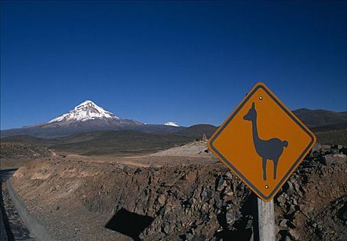 美洲驼,标识,火山,背景,高原,玻利维亚,南美