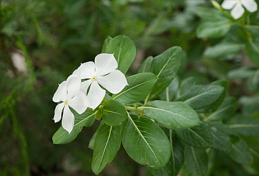 长春花属植物,花,花园,阳光