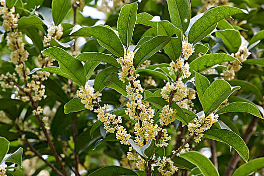 开满桂花的桂花树