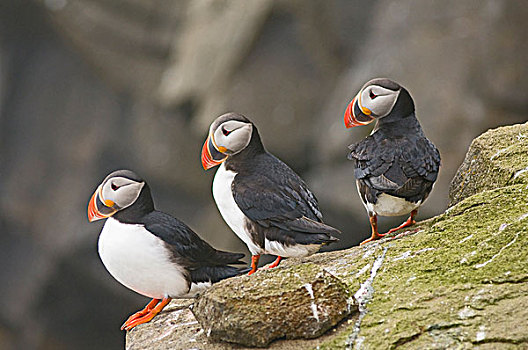 大西洋角嘴海雀,北极,群,栖息,斯瓦尔巴特群岛,挪威,夏天