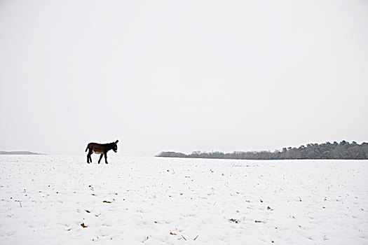 驴,冬天