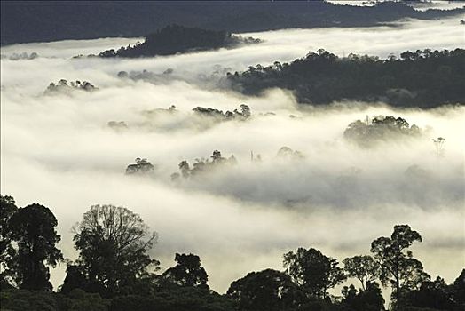 低地,雨林,黎明,雾,丹浓谷保护区,婆罗洲,马来西亚