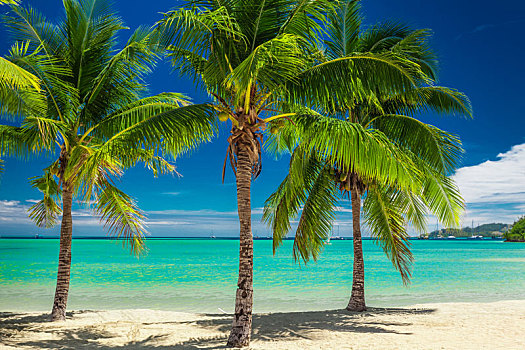 三个,棕榈树,上方,蓝色泻湖,斐济