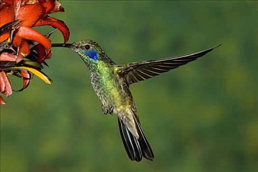 绿紫耳蜂鸟,蜂鸟,花,哥斯达黎加