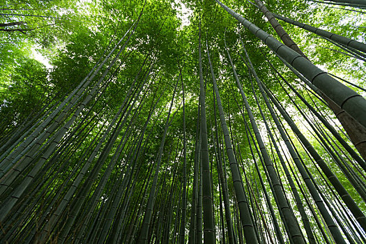 竹子,小树林