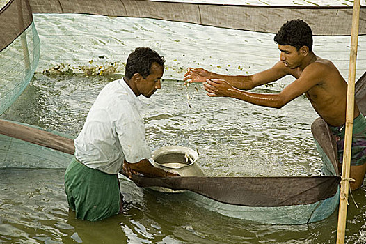 鱼,农民,收集,油炸,河,孟加拉,2007年