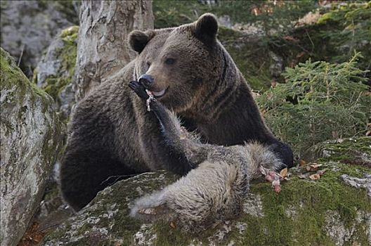 德国,巴伐利亚森林国家公园,棕熊,熊