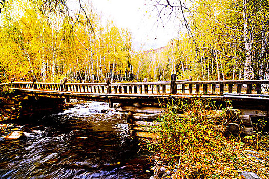 新疆,桦树,小河,木桥,秋色
