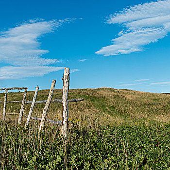 栅栏,纽芬兰,拉布拉多犬,加拿大