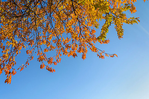彩色,樱桃树,叶子,秋天,弗兰克尼亚,巴伐利亚,德国
