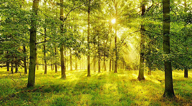 自然,橡树,树林,萨克森安哈尔特,德国