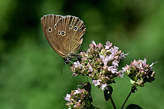 蝴蝶,上艾瑟尔省,荷兰