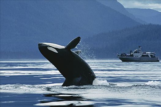 逆戟鲸,北方,鲸跃,正面,观鲸,船,约翰斯顿海峡,不列颠哥伦比亚省,加拿大