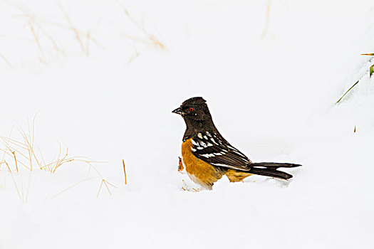 斑点,雪中