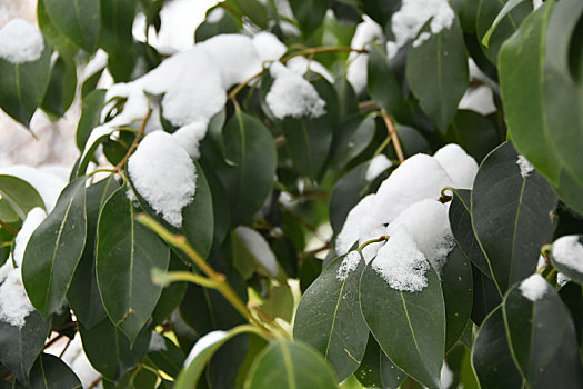 雪中树叶