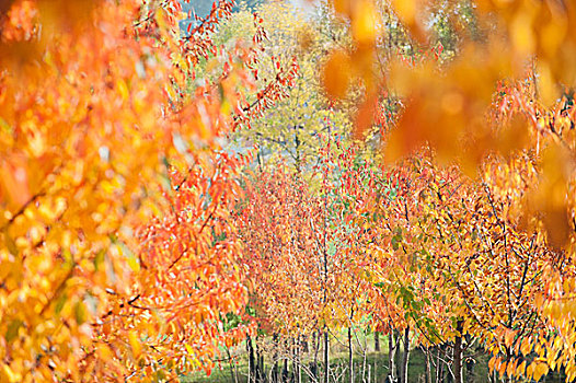 树,展示,彩色,秋叶
