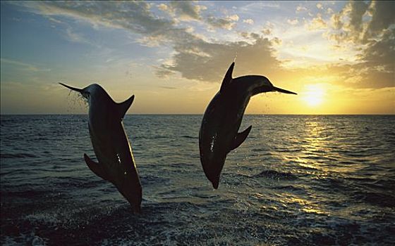 宽吻海豚,一对,跳跃,水,日落,加勒比海