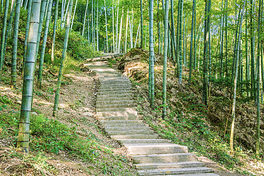 安徽省黟县木坑竹海景区竹林小路