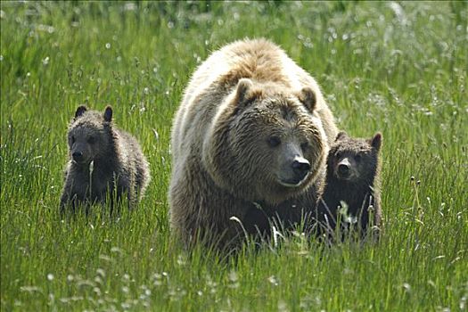 棕熊,雌性
