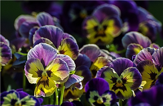 逆光,紫色,黄色,花瓣,花,加尔各答,印度
