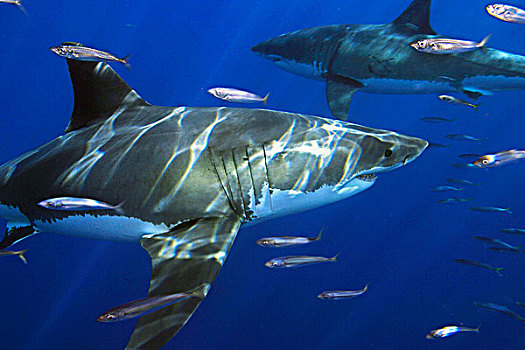 墨西哥,大白鲨,沙鲨属,蓝色,海洋,瓜达卢佩岛