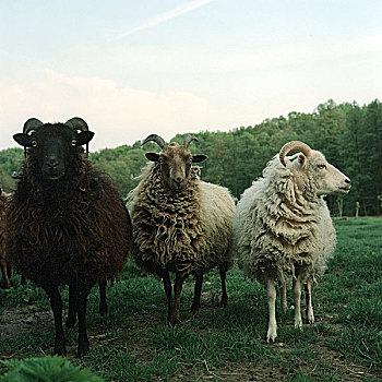 三个,绵羊